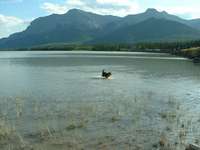 'Bart' swimming in the lake - Bedson Ridge in the distance