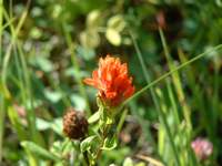 Indian Paintbrush along the trail