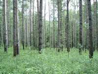 A beautiful stand of aspen poplar on the return trail